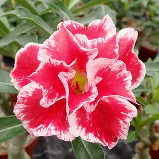 Adenium obesum White- Red Pelargonium CC 51  gepfr.