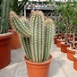 Pilosocereus gounellei