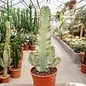 Euphorbia ingens cv. Marmorata verzweigt