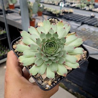 Sempervivum Pink Pearl       (dw)