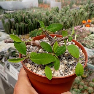 Euphorbia razafindratsirae