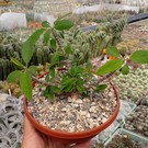 Euphorbia fianarantsoae