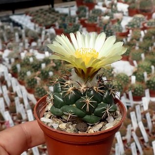 Coryphantha elephantidens   Mexiko