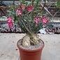 Adenium obesum v. multiflorum XXL