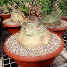 Adenia glauca XL   Botswana, Südafrika