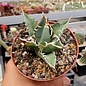 Agave titanota  cv. Tiger Shark