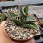 Agave titanota  cv. Tiger Shark