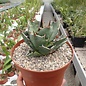 Agave titanota  FO 076 Sierra Mixteca