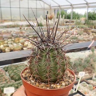 Carnegiea gigantea Saguaro