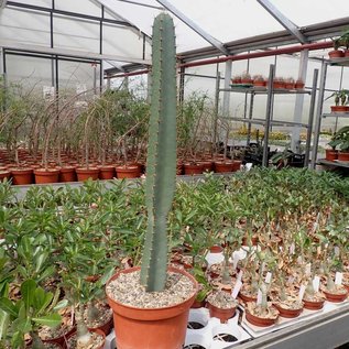 Cereus hankeanus