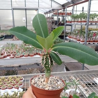 Euphorbia viguieri v. capuroniana