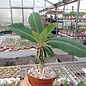 Euphorbia viguieri v. capuroniana