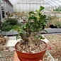 Pachypodium lealii ssp. saundersii