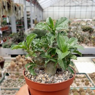 Pachypodium lealii ssp. saundersii