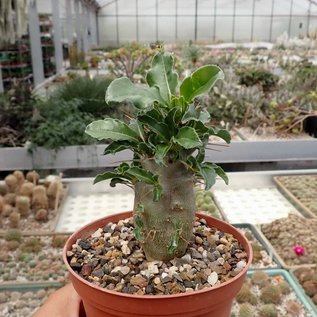 Pachypodium lealii ssp. saundersii