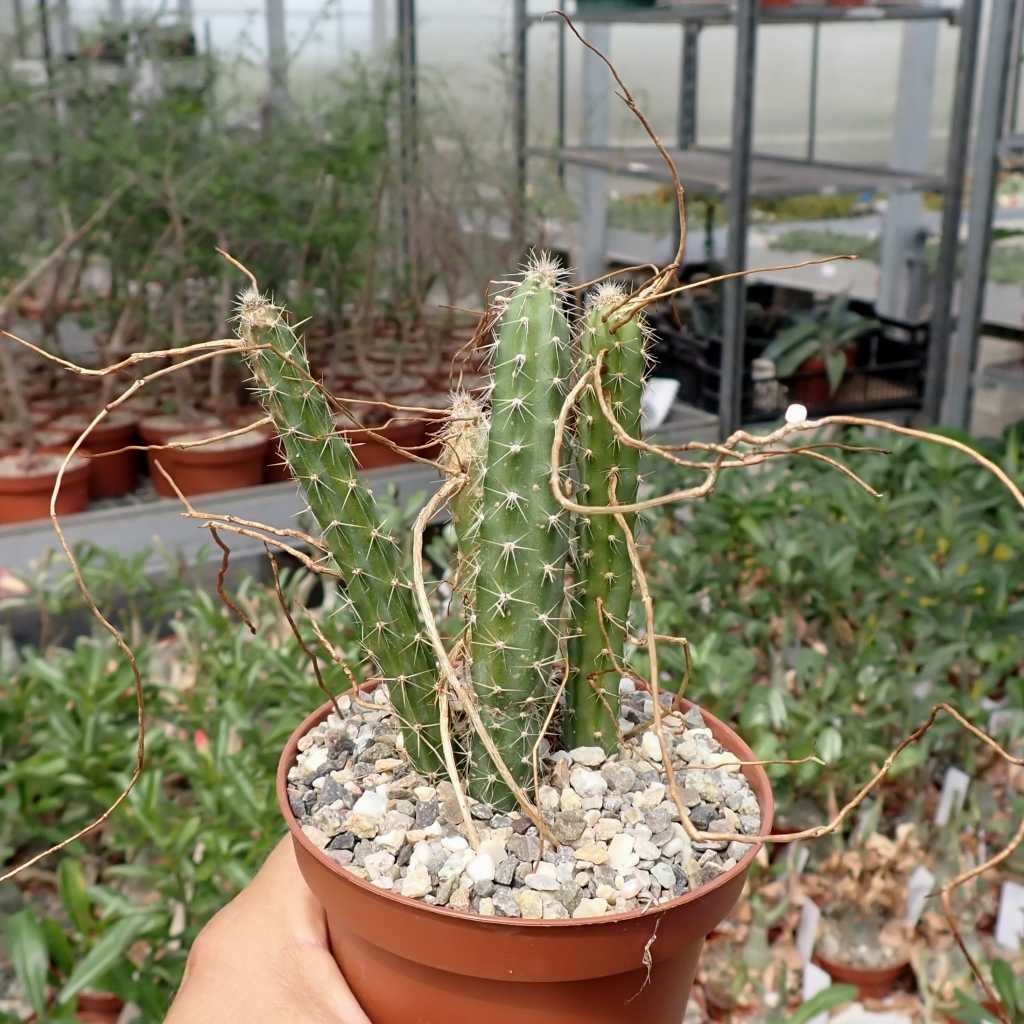 Selenicereus spinulosus Uhlig Kakteen Über 5000 verschiedene Arten