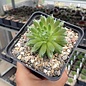 Sempervivum arachnoideum-Hybr. Mike      (dw)