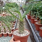 Pachypodium ambongense      CITES, not outside EU