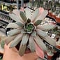 Sempervivum Packardian       (dw)