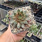 Sempervivum Kalinda       (dw)