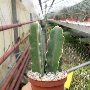 Hylocereus spec.   Serra Cipo, Veraneio, Minas Gerais, Brasil