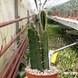 Peniocereus castellae   La Mira, Playa Azul, Michoacan