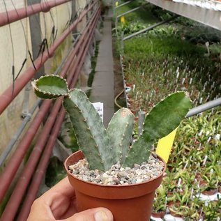 Peniocereus maculatus