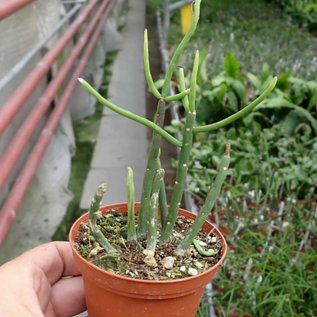 Rhipsalis floccosa ssp. pulvinigera