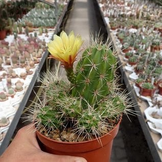 Echinocereus maritimus   San Carlos Can., BC