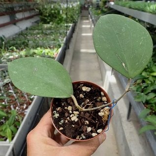 Hoya balaensis