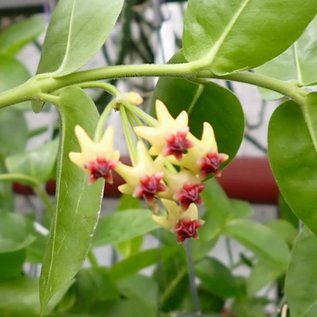 Hoya densifolia