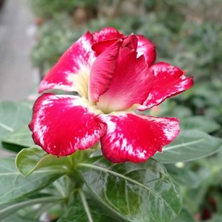 Adenium obesum Indian Surprise CE 07  gepfr.