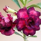 Adenium obesum Purple Rose CD 10  gepfr.