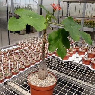 Jatropha podagrica