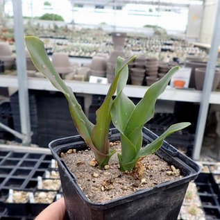 Eucomis comosa Sparkling burgundy