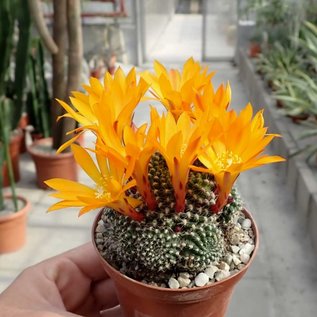 Rebutia krainziana cv. Orangiflora