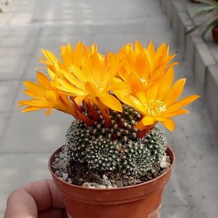 Rebutia krainziana cv. Orangiflora