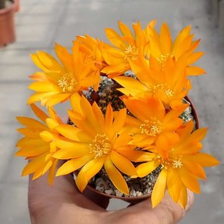 Rebutia krainziana cv. Orangiflora