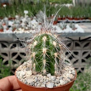 Oreocereus celsianus desde el sur de Bolivia hasta el norte de Argentina, hasta 3700 m