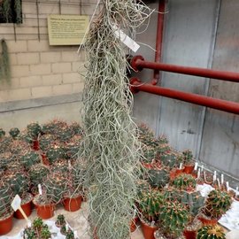 Tillandsia usneoides