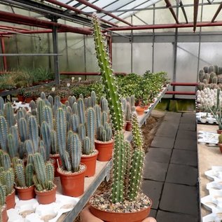 Selenicereus grandiflorus ssp. lautneri  San Pedro Huamelula Oaxaca, Mex