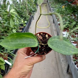 Hoya latifolia cv. variegata  Baibua
