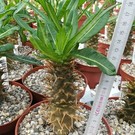 Pachypodium ambongense      CITES, not outside EU