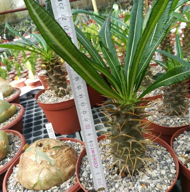 Pachypodium ambongense CITES, not outside EU Uhlig Kakteen Über