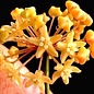 Hoya surigaioensis