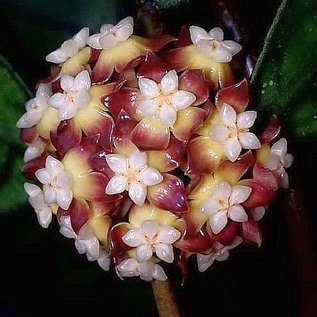 Hoya sp. Kalimantan