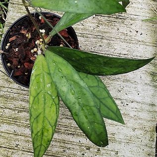 Hoya finlaysonii Songkha