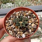 Ariocarpus kotschoubeyanus   Las Tablas   CITES, not outside EU