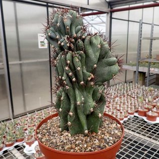 Cereus jamacaru monstruosus