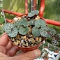 Ceropegia woodii